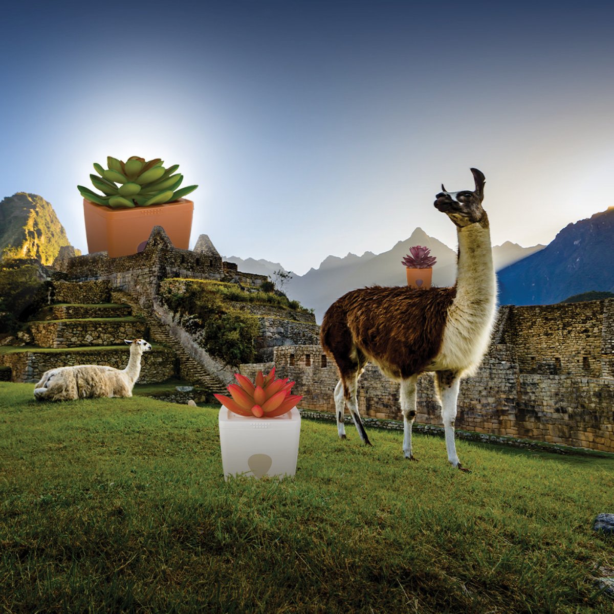 ZendoZones's tweet image. Traveling? Alpaca ZendoZones®.
#FruitFlyControl #FruitFlySolution #PestControl