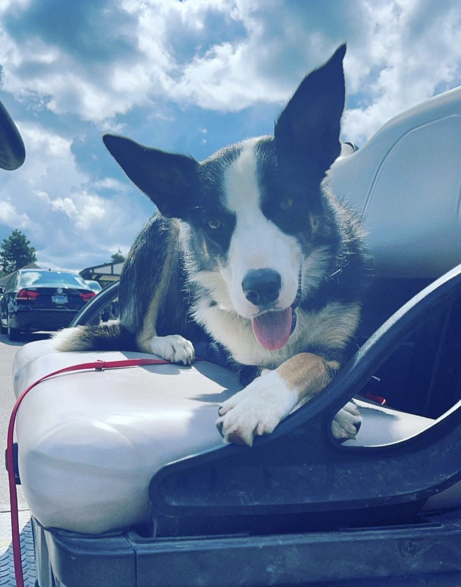 Celebrating National Dog Day a day late because Paris was too busy patrolling the golf course yesterday🐶⛳️