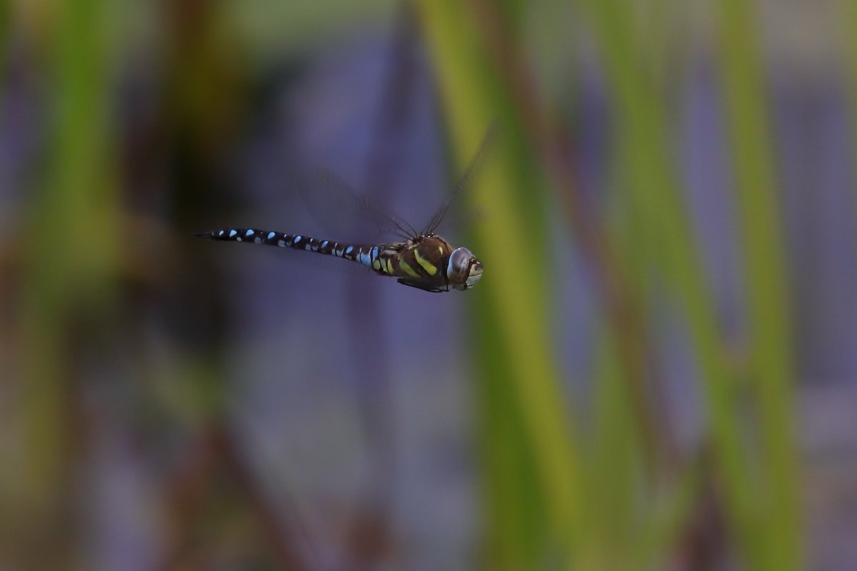 CameraObscura's tweet photo. Had another go at shooting dragonflies in flight yesterday on 20 foot pond - didn't quite get it spot on. Nippy little buggers. #BerryhillFields #CommonHawker #dragonfly https://t.co/Yx1O1OGyQZ
