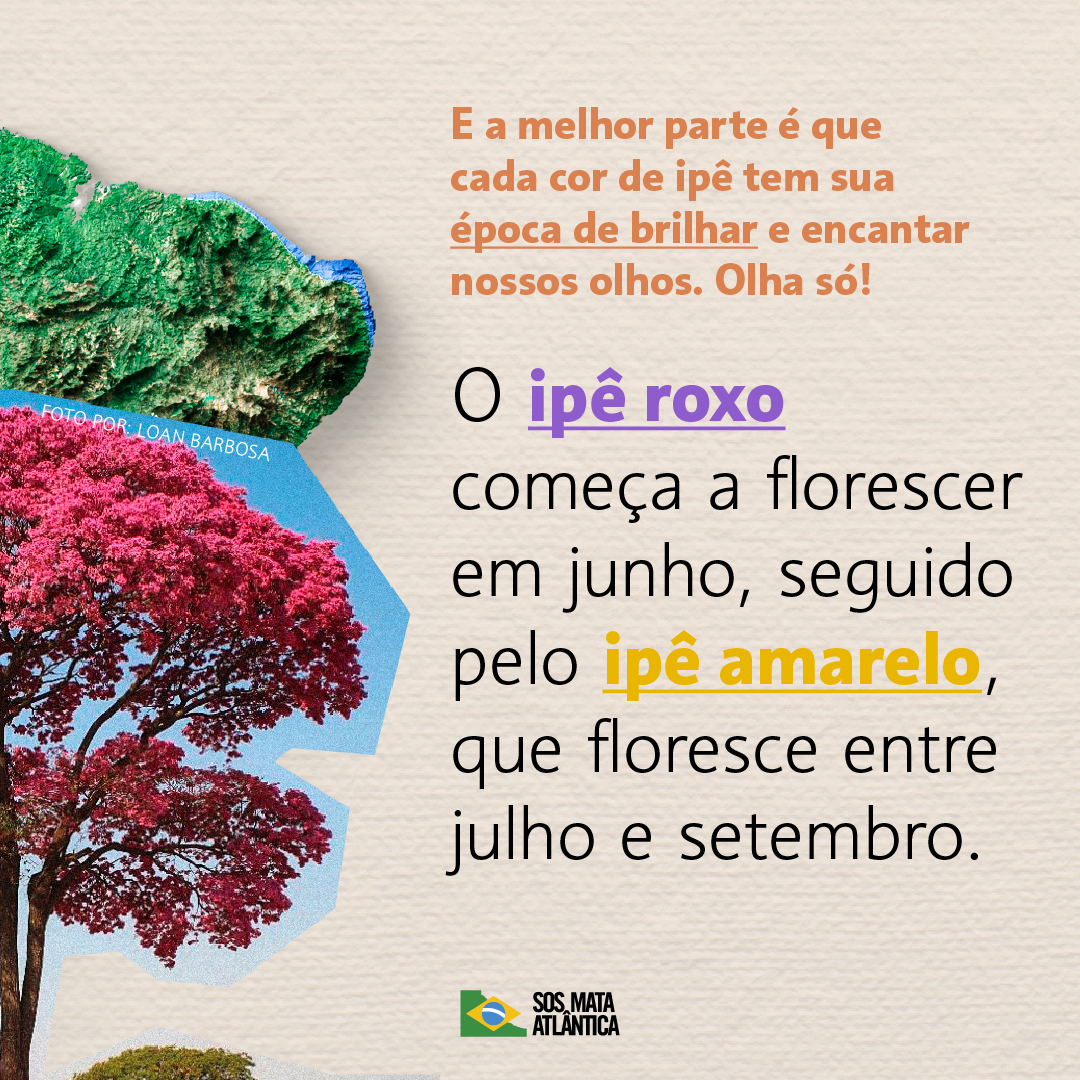 sosma's tweet photo. Foi aqui que pediram uma série especial sobre ipês? 😍

As cores vibrantes dessas árvores transformam a Mata Atlântica em um verdadeiro espetáculo da natureza. Cada espécie tem sua própria época para brilhar, enchendo nossos olhos de alegria ano após ano.

Confira as artes e continue acompanhando nosso perfil para não perder os próximos conteúdos que preparamos para vocês!

#SOSMataAtlântica #MataAtlântica #Ipê #TemporadaDosIpês