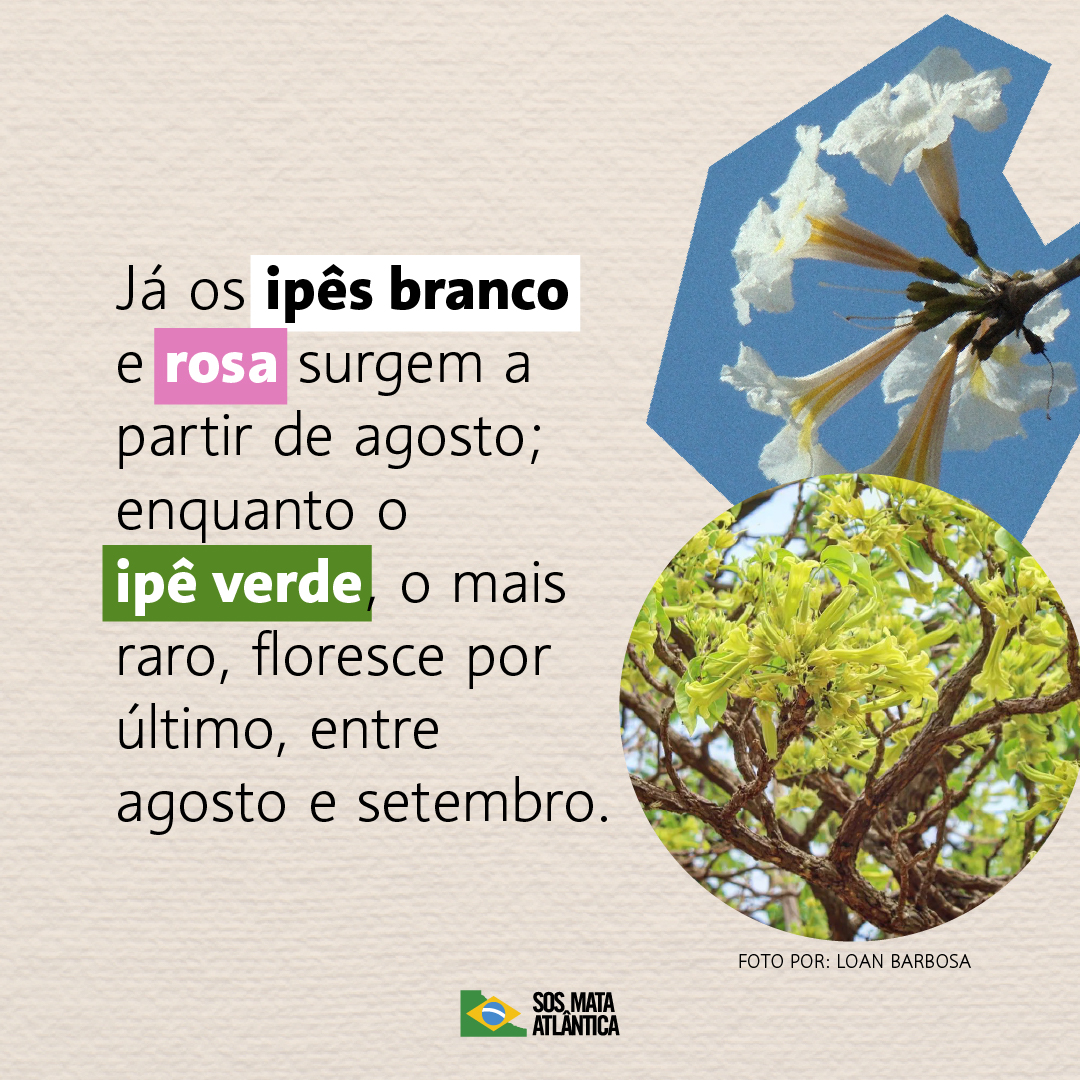 sosma's tweet photo. Foi aqui que pediram uma série especial sobre ipês? 😍

As cores vibrantes dessas árvores transformam a Mata Atlântica em um verdadeiro espetáculo da natureza. Cada espécie tem sua própria época para brilhar, enchendo nossos olhos de alegria ano após ano.

Confira as artes e continue acompanhando nosso perfil para não perder os próximos conteúdos que preparamos para vocês!

#SOSMataAtlântica #MataAtlântica #Ipê #TemporadaDosIpês