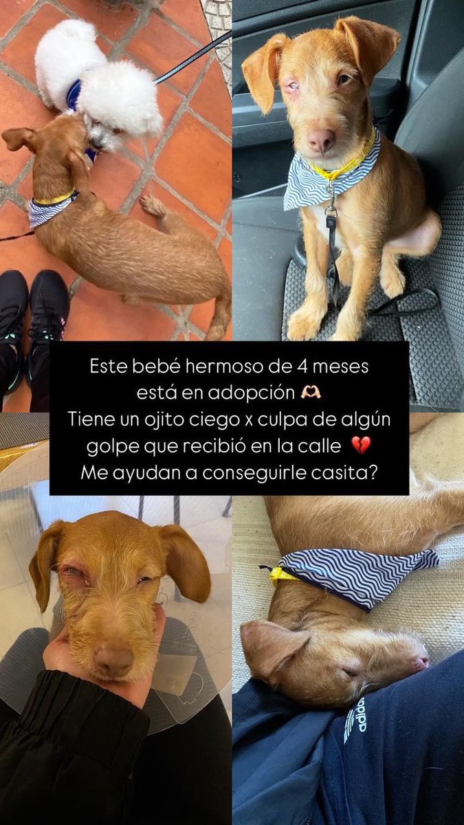 fachyro's tweet photo. Mi súper amiga Ame, rescató a este bebé en situación de calle. Ahora necesitamos que tw haga su magia! Por favor compartan y encontremos un hogar responsable para este bebé ❤️🥹❤️ https://t.co/czt5yCo2VN