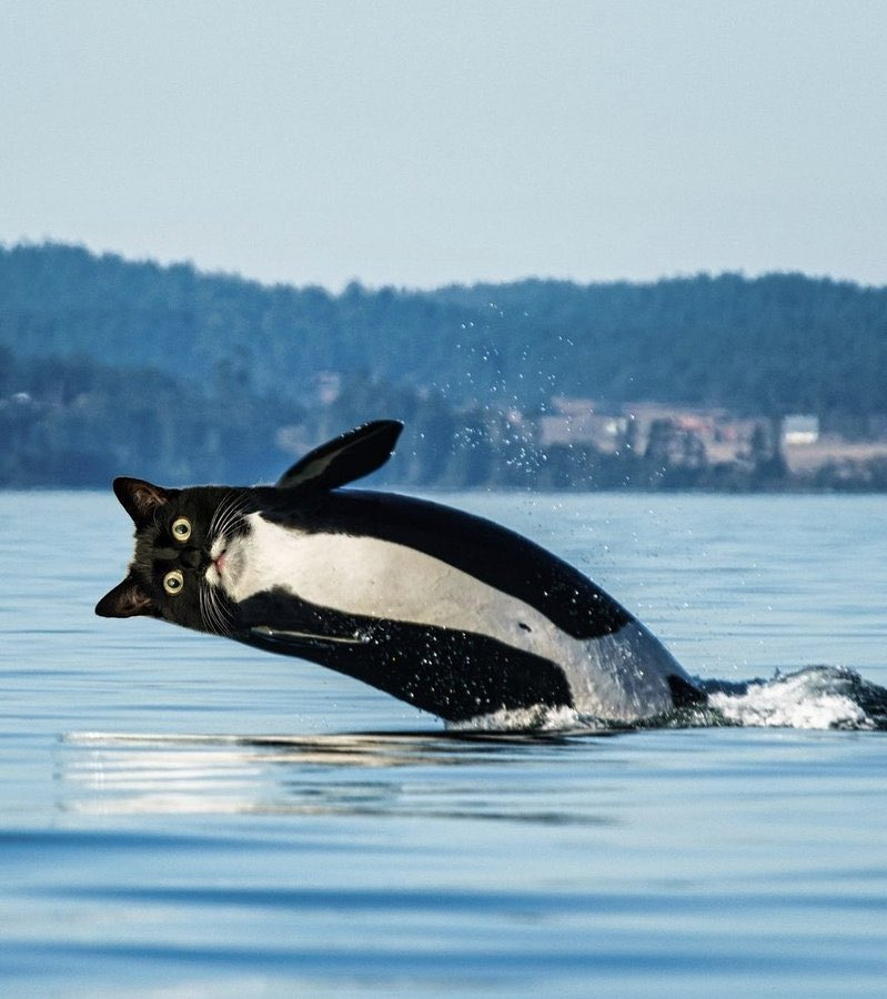 Ashwinik Dodani tweet media