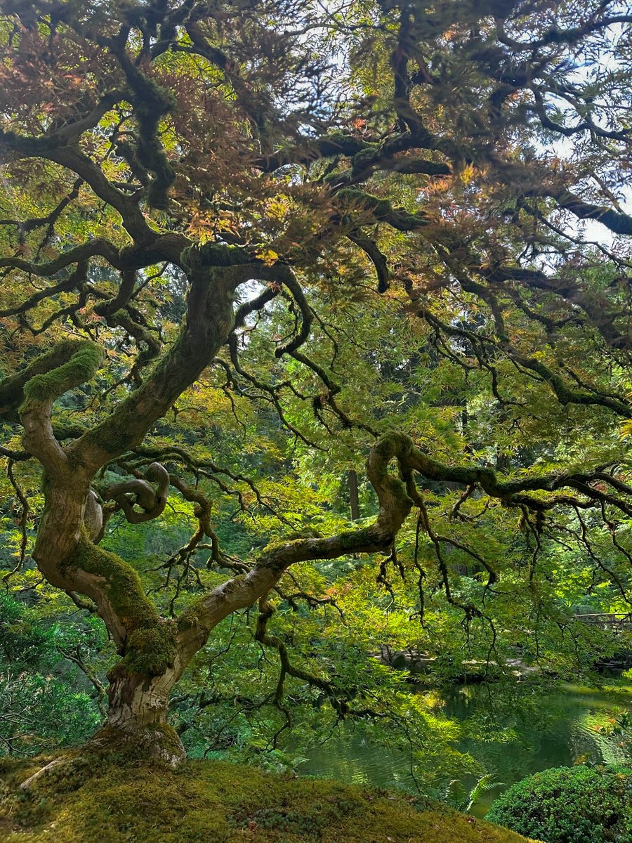 Japan Embassy DC🌸 tweet media