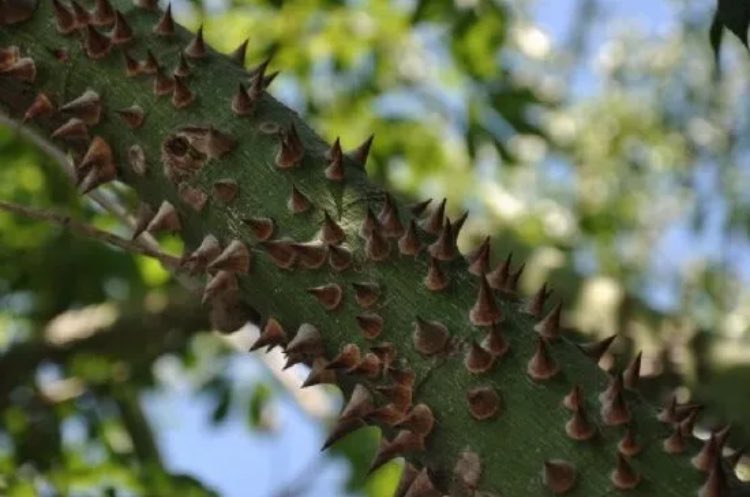 Rivayete göre bu isim,1800 yıllarında bir ingilizin "bu ağaç, çıkmaya çalışan 
maymun için bulmaca gibi karışık" yorumundan kaynaklanmıştır.
Araucariaceae familyasındandır.dünyanın en eski ağaç türlerinden olup 
anavatanı And dağlarının Şili ve Arjantin deki kesimleridir. 🙉