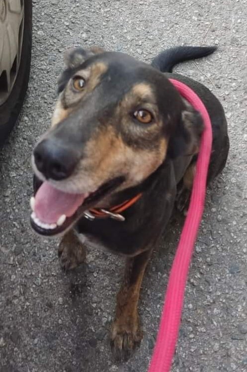animalsmaresme's tweet photo. Gos trobat a #Mataró (c/ Romeria). No porta microxip, si saps d'algú q l'està cercant > 93 756 60 66 #xarxabarcelonatrobats #gràcies #maresme https://t.co/dLpLtuxTmm