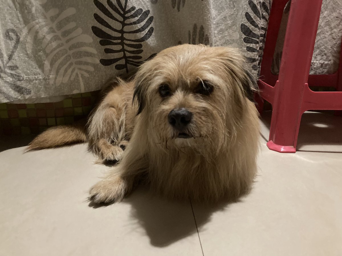 xidaisadog's tweet photo. https://t.co/ATJf1Zn7Gw