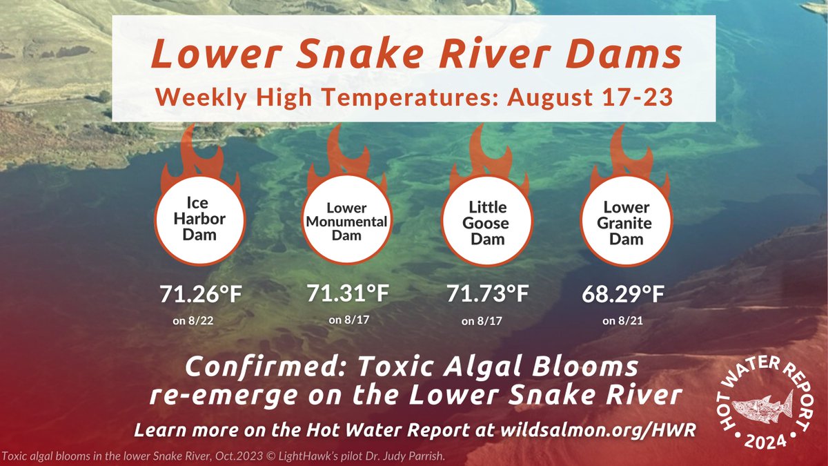 ☣️#ToxicAlgalBlooms have re-emerged on the lower Snake River. The dams and reservoirs are providing conditions for toxic algae, causing the river to become unsafe and hazardous for people, pets, and the ecosystem and adding a new threat to endangered fish. tinyurl.com/HWRIssue9