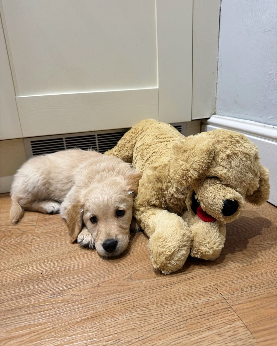 SelinaSelibison's tweet photo. Swipe to see the Golden Retriever teddy get smallerπ₯Ήπ»
β
β
β
#goldenretriever #dogsofinstagram #goldenretrieversofinstagram #dog #puppy #dogs #goldenretrieverpuppy #golden #goldenretrievers #goldensofinstagram #goldens #puppiesofinstagram #retriever #puppylove #dogstagram https://t.co/W3nvO1BLqu