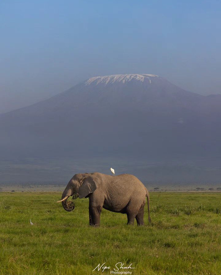 Kenya Pics tweet media