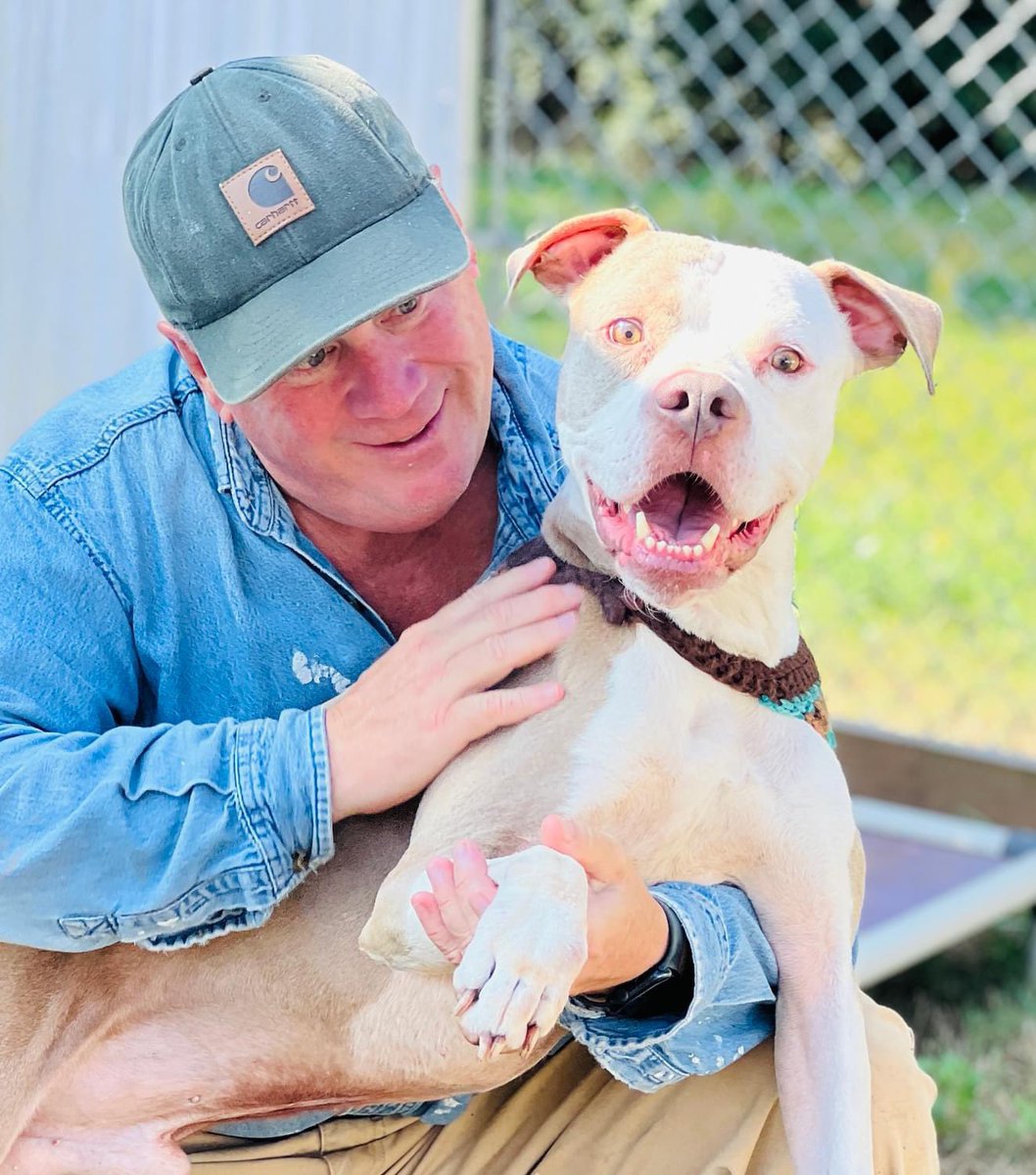 ash__almighty's tweet image. 🆘 Boss is in danger!
❤️‍🩹 A sweet pup! He’d make the perfect 
      BFF. 
📍 Oconee, South Carolina 
⭐️ Contact info in photo
@G4TXNYCpups @Dubs4Mutts @TomJumboGrumbo #adoptdontshop #fosterssavelives #AdoptablePets #dogrescue