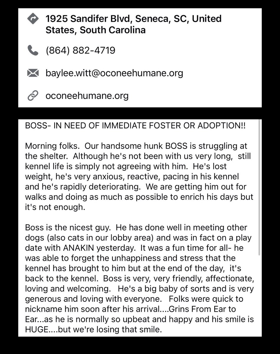 ash__almighty's tweet image. 🆘 Boss is in danger!
❤️‍🩹 A sweet pup! He’d make the perfect 
      BFF. 
📍 Oconee, South Carolina 
⭐️ Contact info in photo
@G4TXNYCpups @Dubs4Mutts @TomJumboGrumbo #adoptdontshop #fosterssavelives #AdoptablePets #dogrescue