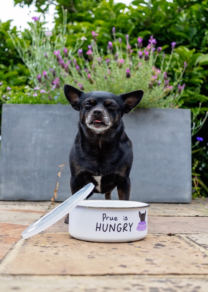 clover_duo's tweet photo. Happy Tongue out Tuesday!!!!

I don't think Prue is happy to having a empty bowl today!!!

These bowls have been a great way to storing their raw food for their evening meal! 

Bowl from: @yappy.com - FETCH20-PPS for 20% off

#yappypack https://t.co/eGHA3APeNV