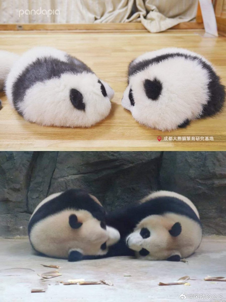 kate68_102's tweet photo. Twins are amazing
ฝาแฝดมีมนต์ขลัง
#Chengfeng #Chenglang https://t.co/Ntcl7IV2be