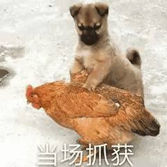 战友的人形精盆飞机杯哇 tweet media