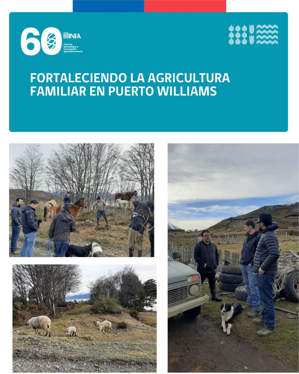 El investigador de INIA Kampenaike Raúl Lira, junto a profesionales de INDAP Magallanes, está realizando una visita técnica en Puerto Williams. Esta iniciativa es parte de un convenio de cooperación entre INIA e INDAP que busca brinda apoyo directo ganaderos de la AFC.