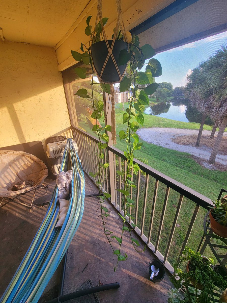 BlanketyAsh's tweet photo. Pothos update! In just 4 months, it's so long, it's almost hitting the floor! 🥰🌿 https://t.co/dxpirE6aLT