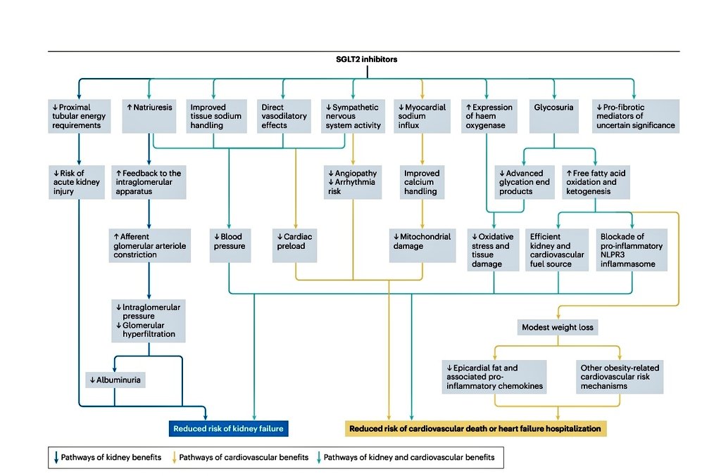 pallavi_mahato's tweet photo. Mechanism of action of SGLT2 inhibitors... 
As many as these to be noted.
 🎯🙌🏻💫🎖️
#MedTwitter
@NatRevNeph @Knfoffical2024

https://t.co/kySq87wjWR https://t.co/SsmurLXAJU