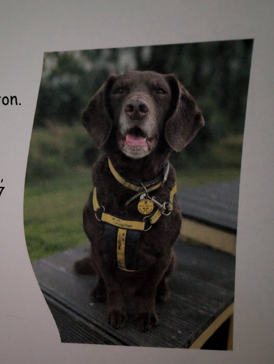 simserra_'s tweet photo. The dog I've been sponsoring got adopted out and I don't know why but I'm crying so much. Bye bye, Mr Sausage, I hope you have a great life with your new owner! https://t.co/RIgcbKWfnI
