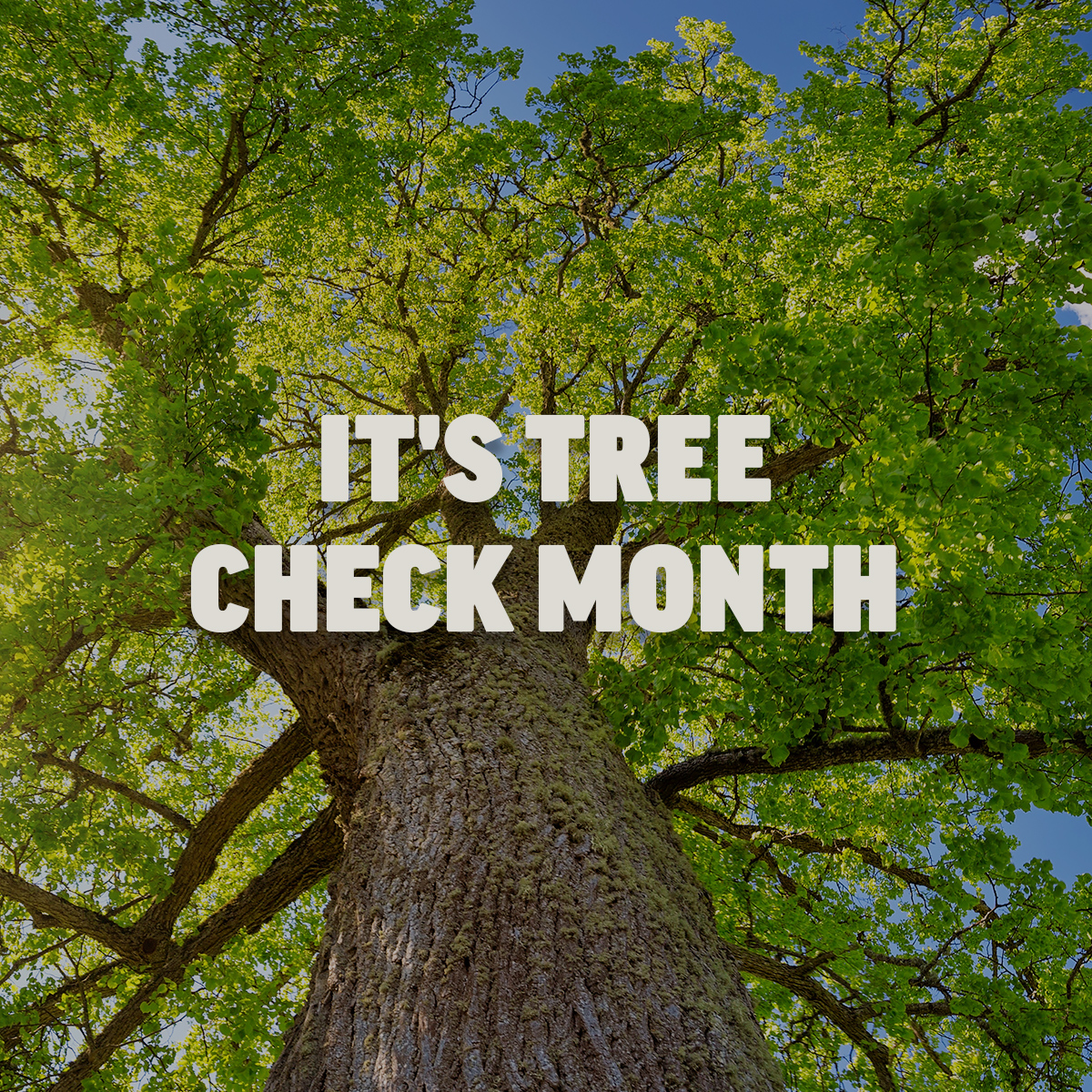 arborday's tweet image. August is #TreeCheckMonth! Here's how you can ensure your trees are in top shape:

🍃Inspect Leaves + Bark: Look for any unusual spots, holes, or peeling
🪲Check for Pests: Keep an eye out for webs, egg cases, or droppings
🌳Assess Growth: Ensure your trees are growing healthy