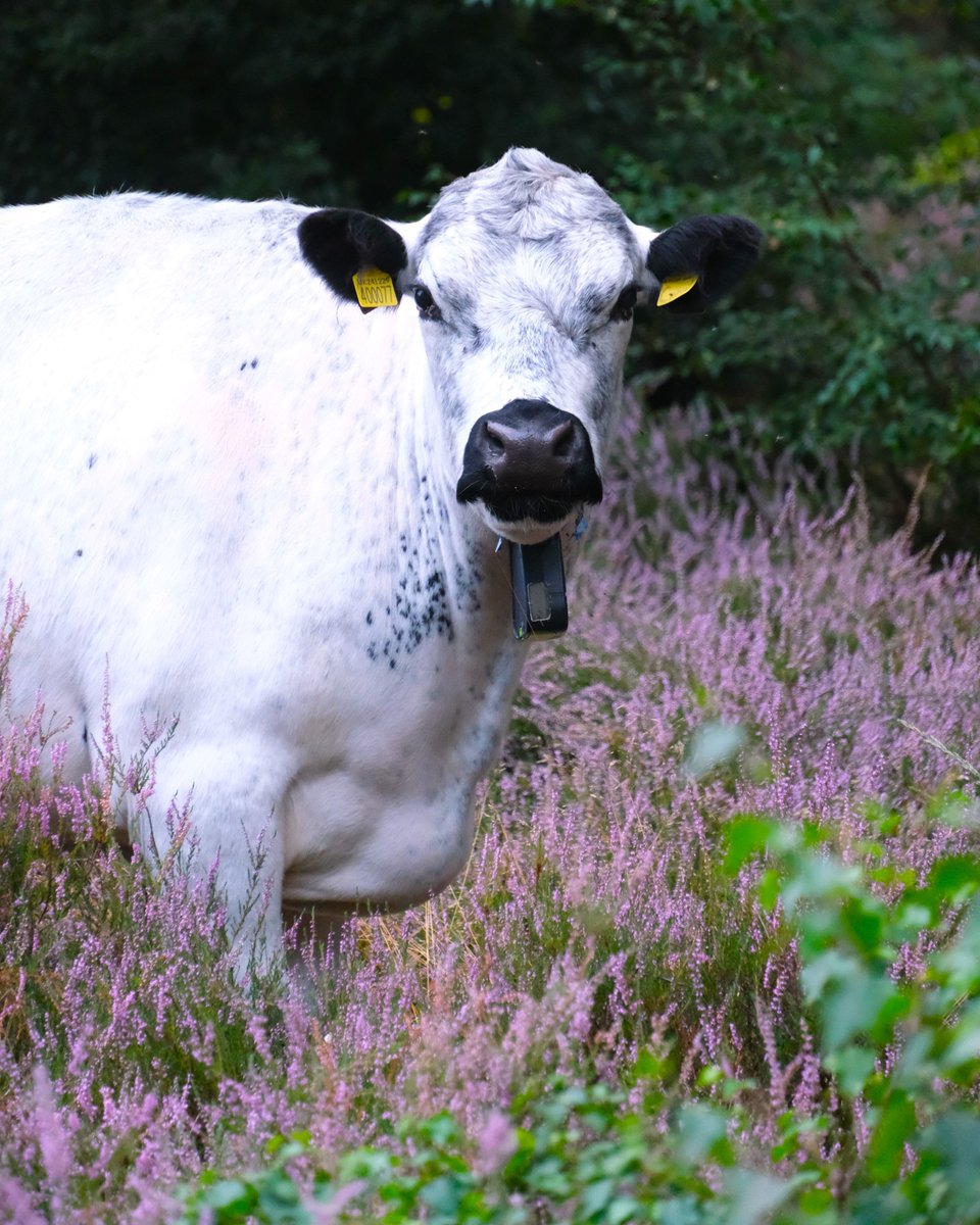 Please be aware that feeding or petting our #cows and #ponies will result in them losing their natural ability to find food. We want the #livestock to live as naturally as possible while on the #NationalNatureReserve so we ask that visitors enjoy them from at least 5 meters away.