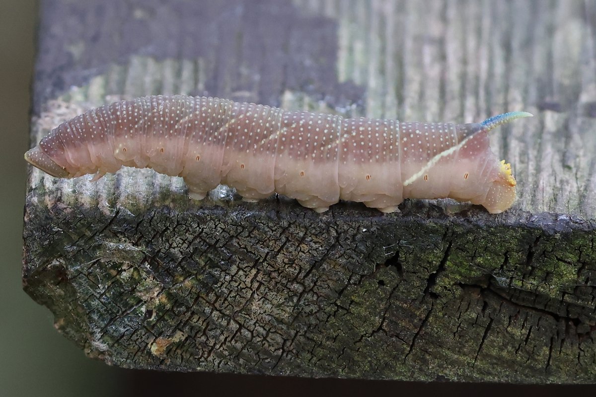 This am <a href="/Blacktoft_Sands/">RSPB Blacktoft Sands and the Humber</a>  2 Curlew Sandpiper, c10 Greenshank, also Black-tailed Godwit, Redshank, Spotted Redshank, Green Sandpiper, Ruff, Snipe, Avocet, Lapwing and this beautiful Lime Hawk-moth caterpillar, which has changed colour to pupate
<a href="/BritishMoths/">British Moths</a> <a href="/savebutterflies/">Butterfly Conservation 🦋</a>