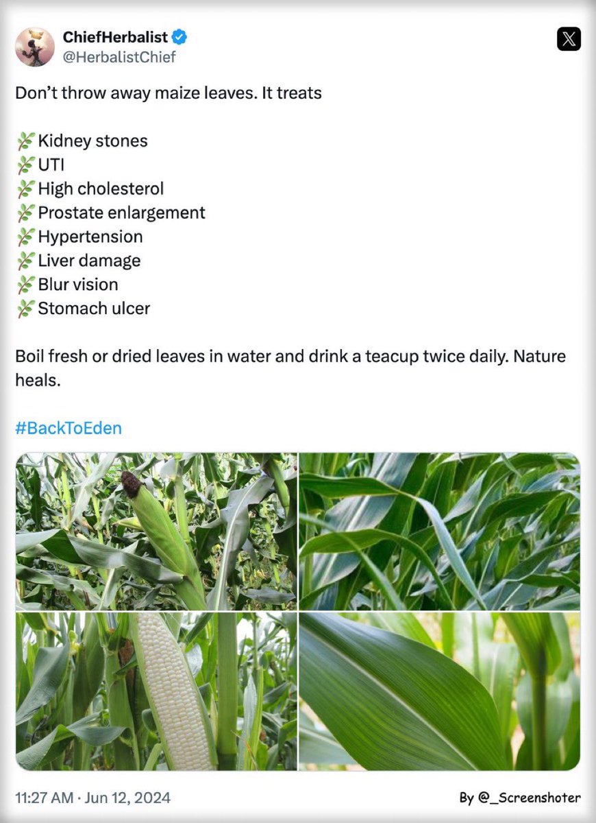 HerbalistChief's tweet photo. 🌿Waist pain cured by pawpaw leaves.
🌿Peptic ulcer cured by corn leaves.
🌿Ceased menstruation restored by unripe pawpaw fruit. 

Nature heals
#BackToEden https://t.co/TMwekYjgv9