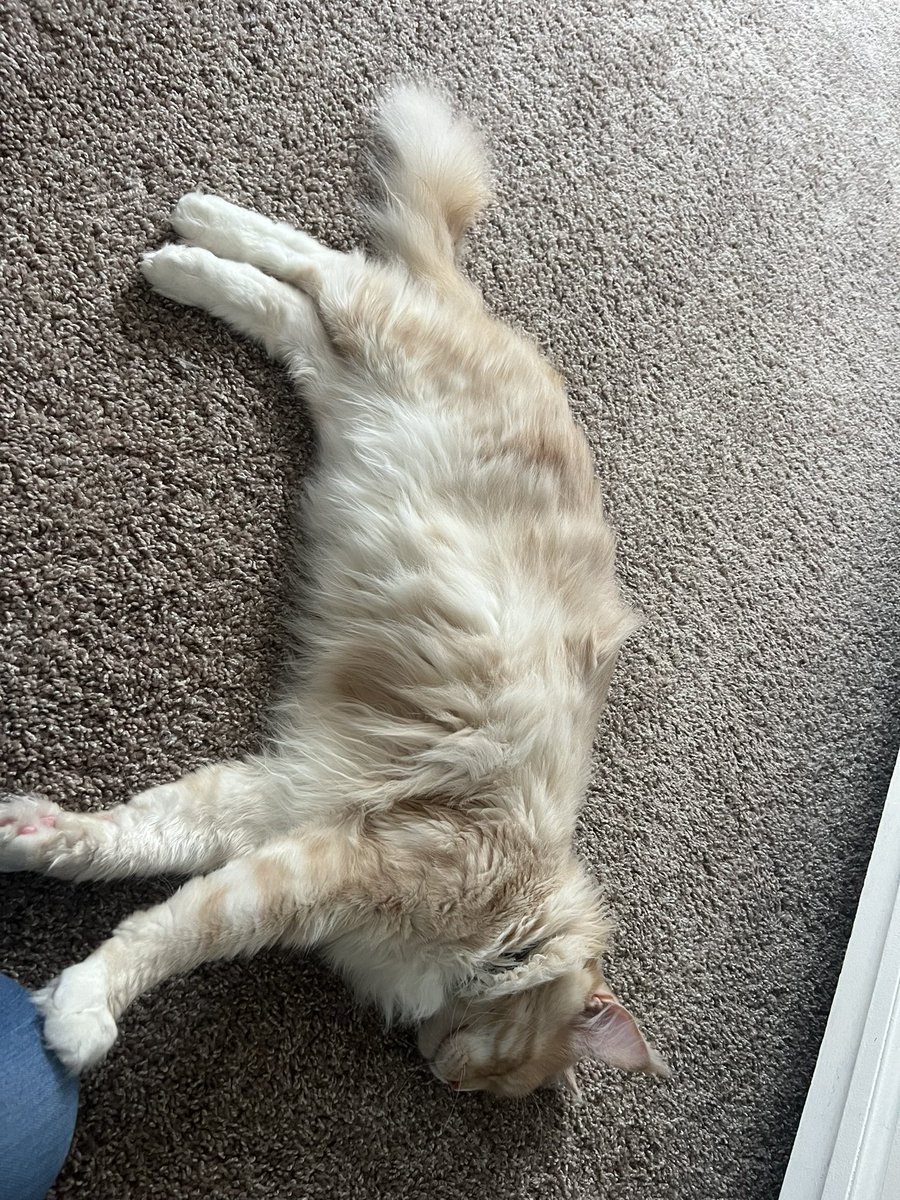 Teemo has had a long day terrorizing stream and is now eepy