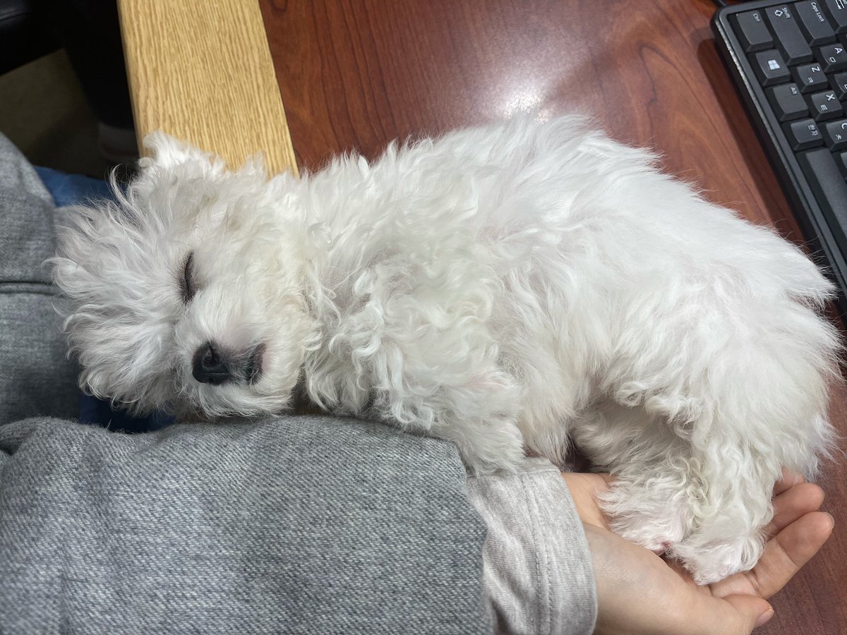 chenlededaegal's tweet photo. 대갈이
어릴때부터 한결같이 요즘잘자쿨도그mood야 https://t.co/Ju0kIS3oF7