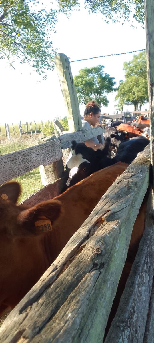 👩‍🌾 En el día de la juventud rural, homenajeamos a todas las juventudes compartiendo la historia de Fiorela Rivero.

Fiorella tiene 25 años,es de pueblo Cayetano pero hace un tiempo vive con su pareja en paraje Itapebi Chico, Salto. Se dedica a la producción de vacunos y lanares.