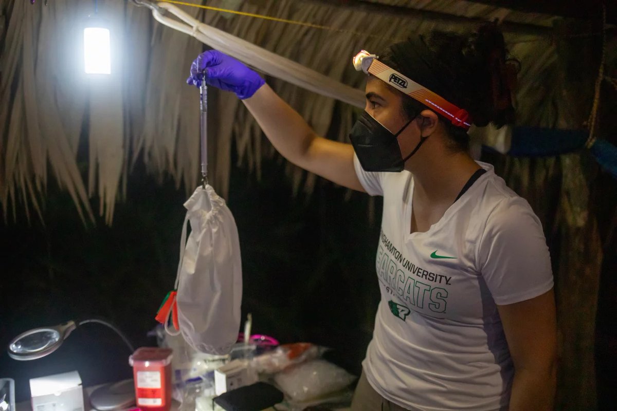 HHMI (@hhminews) on Twitter photo Check out HHMI #HannaGrayFellow Jasmin Camacho (<a href="/batevodevo/">Dr. Jasmin Camacho 🦇🔬☠️🧠☀️</a>), an evolutionary biologist at <a href="/ScienceStowers/">Stowers Institute</a>, as she chats with NPR about her research. Can nectar bats in Belize help us crack the code on sugar metabolism & offer new ways to treat diabetes?🎧 npr.org/transcripts/nx… Check out HHMI #HannaGrayFellow Jasmin Camacho (<a href="/batevodevo/">Dr. Jasmin Camacho 🦇🔬☠️🧠☀️</a>), an evolutionary biologist at <a href="/ScienceStowers/">Stowers Institute</a>, as she chats with NPR about her research. Can nectar bats in Belize help us crack the code on sugar metabolism & offer new ways to treat diabetes?🎧 npr.org/transcripts/nx…