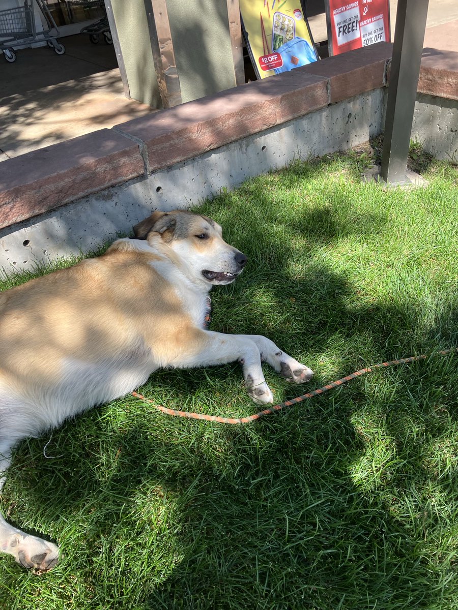 GideonGradishar's tweet photo. You let a dog into Sprouts market after he eats my Canadian &amp; regular 🥓— and is too full for a double cheeseburger at Le Peep next door— so he’s too stubborn to leave the same patch of grass in the plaza he always camps upon. #Consistency #JokersWild #FatDogs #AmIsraelChai https://t.co/TR5r30PSnl