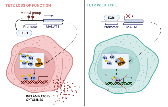 Now online in <a href="/CD_AACR/">Cancer Discovery</a>: RNA shielding of p65 Is Required to Potentiate Oncogenic Inflammation in TET2-mutated #ClonalHematopoiesis - by Nana Adjoa Ben-Crentsil, @gasparma1a <a href="/MrinalPatnaik/">Mrinal Patnaik</a> <a href="/md_padron/">Eric Padron MD</a> and colleagues doi.org/10.1158/2159-8…  <a href="/MayoClinic/">Mayo Clinic</a> <a href="/MoffittNews/">Moffitt Cancer Center</a>