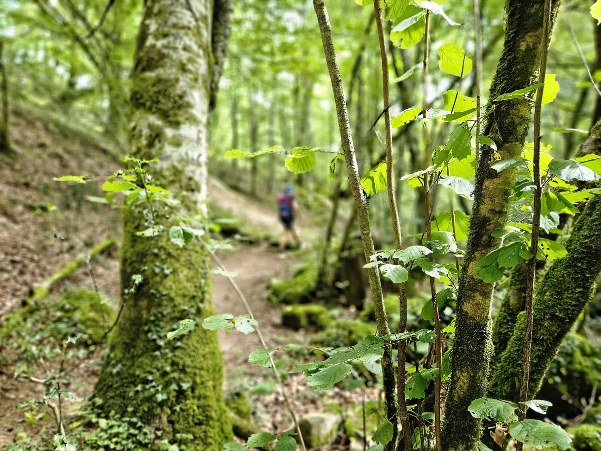 Javier Elena García tweet media