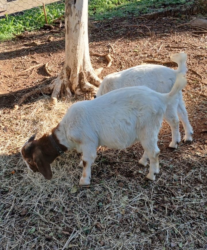 lanthansodium's tweet photo. 👩🏻‍🌾🌾🐐 https://t.co/mYXdXuY9QO