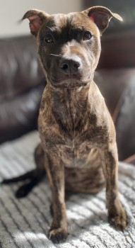 millypod1's tweet photo. NALA HOME SAFE. THANKS FOR RT's 😊🐕🐾
🆘26 AUG 2024 #Lost NALA #ScanMe
Brindle Staffordshire Bull Terrier Female #PUPPY
Greenways Park area #Sandhurst #Berkshire #GU47 https://t.co/bJNzhIPaio https://t.co/5mPk5plGSC