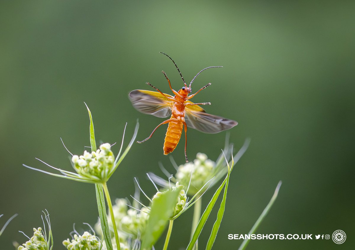 SeansShots tweet media