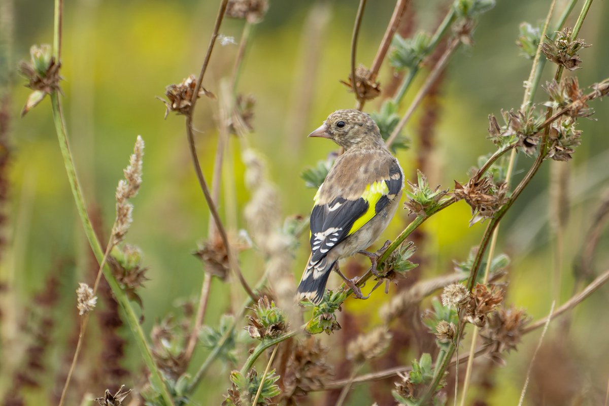 JustD55555's tweet photo. One of 3 whinchats seen at @FarmWoodoaks this morning. This juvenile goldfinch was one of a large flock of goldfinches and linnets. https://t.co/5Z8hqjPnaX