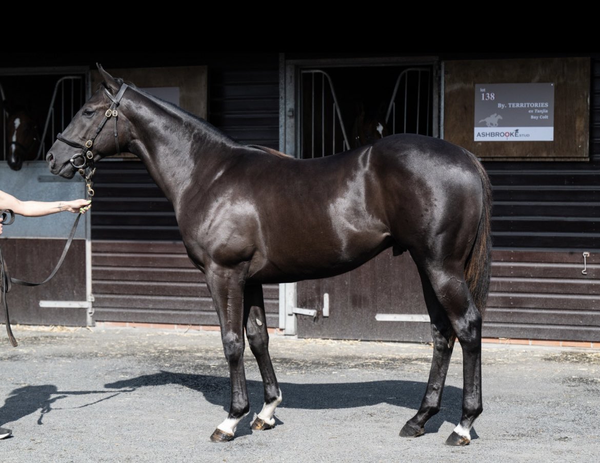 newsellspark's tweet photo. Blast off! ๐ฅ๐ฅ Another great result for AโAliโs first yearlings! Lot 206 AโAli x Alushta consigned by @lynnlodgestud purchased by @StroudColeman for ยฃ150,000 ๐@GoffsUK
#AALI #Royalrocket #firstyearlings #itsnotrocketscience https://t.co/Qoo021RhrM