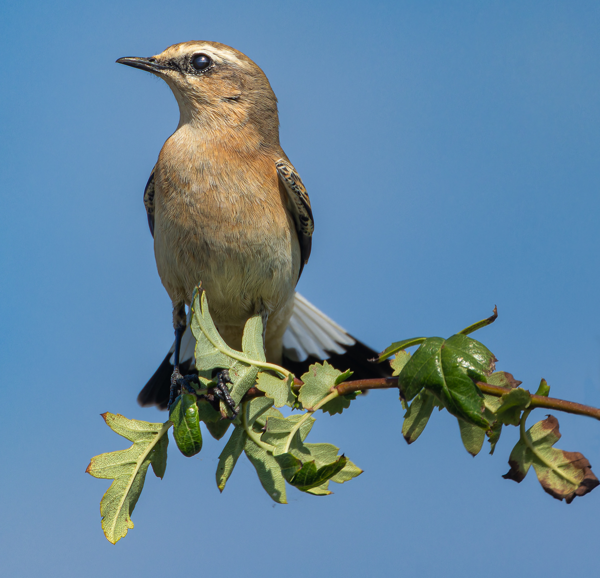 Wheatear in Warsash this morning.