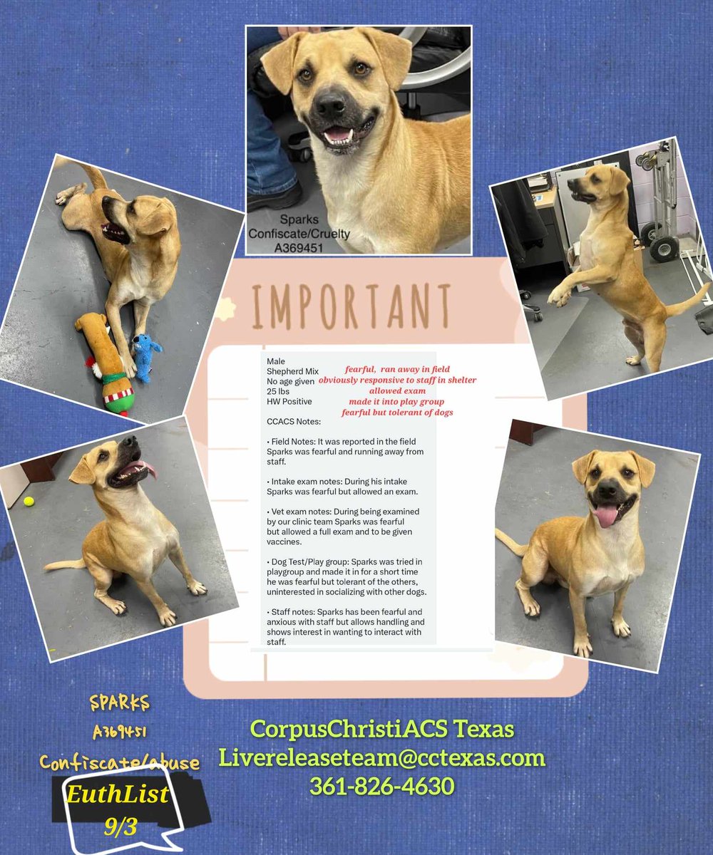 beeleevitonly's tweet photo. 🆘️🚨SPARKS #A369451 awesome #shepmix 
#TX dog #CorpusChristiACS #EuthList 9/3
Confiscate in cruelty case, saved to die afraid 😨 
No age determined in a month of captivity😡
HW+, not neutered,  unloved dog😭 but look at his pictures..smart,  funny,  social,  will sit & stand 4🍖 & 🧸silly dog trusts killers💔😭
Rescues are full,  need local fosters.  
📧livereleaseteam@cctexas.com ☎️361-826-4630 #Adopt #Foster  #Pledge
