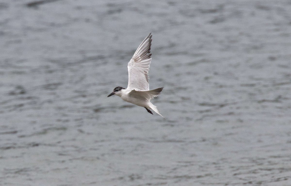 This Gull-billed Tern, found yesterday, very kindly hung around for me to see when I got back to Scilly this afternoon. I knew I had seen one before on the islands but was surprised to see that it was thirty years ago! Time flies.