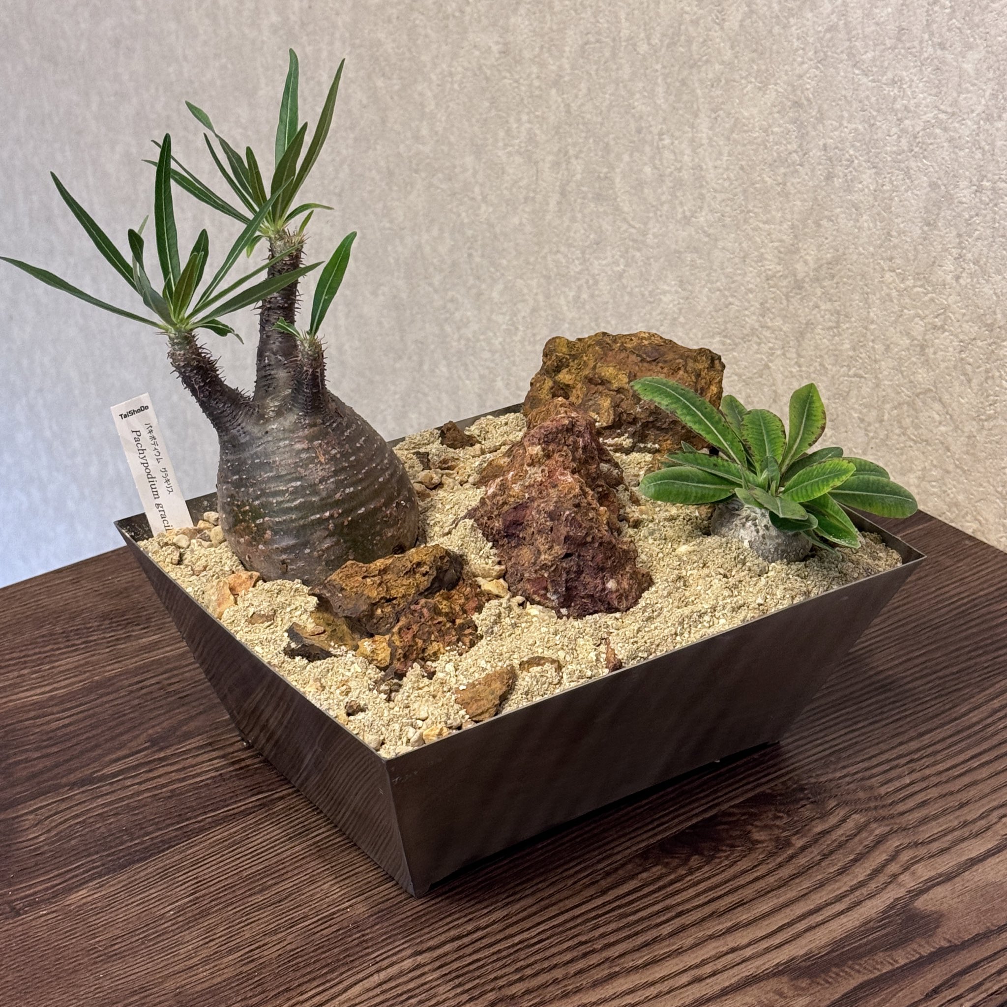 グラキリス パキポディウム 自生地風 ハビタットスタイル