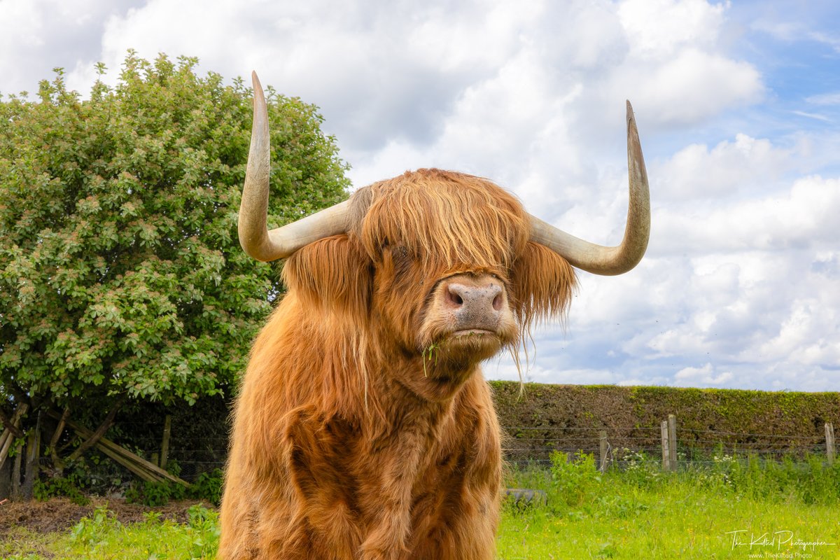 TheKiltedPhoto's tweet photo. Happy #Coosdsy from Murdo at Castle Roy 💙🏴💛
#Coo #CastleRoy #Scotland #VisitScotland #HughlandCoo https://t.co/ab14Rngw7d
