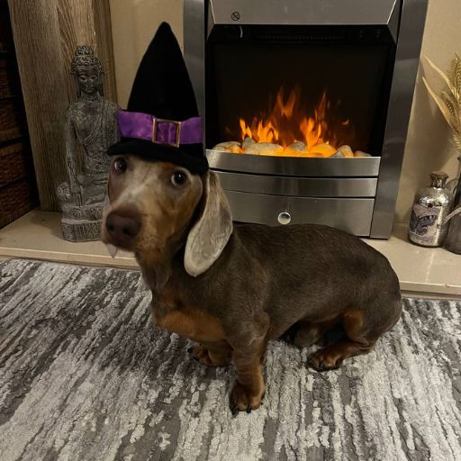 Oscar Dog tweet media