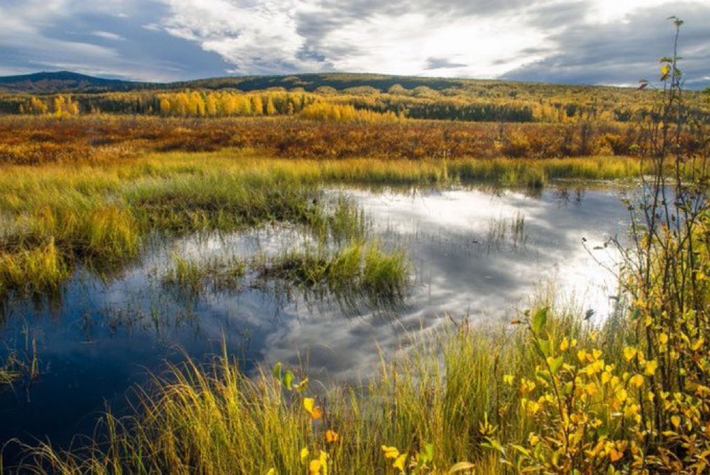 The recording of “The State of Texas Wetlands” webinar by Dr. Rachel Fern is now available to watch at twj-ojs-tdl.tdl.org/twj/webinars along with previous webinars featuring the work of our article authors.
#wetlands
