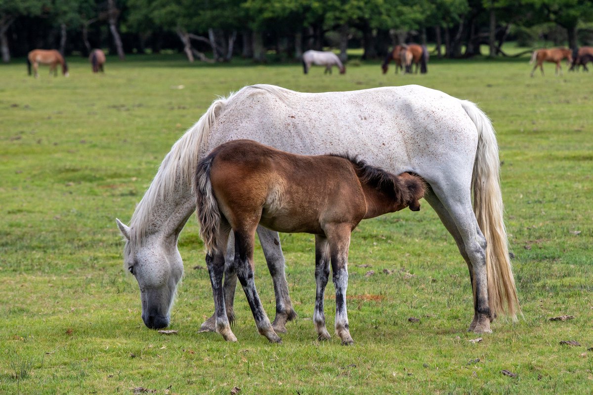 PhilCarter2212's tweet photo. The New Forest https://t.co/7tdaZ4HY0l