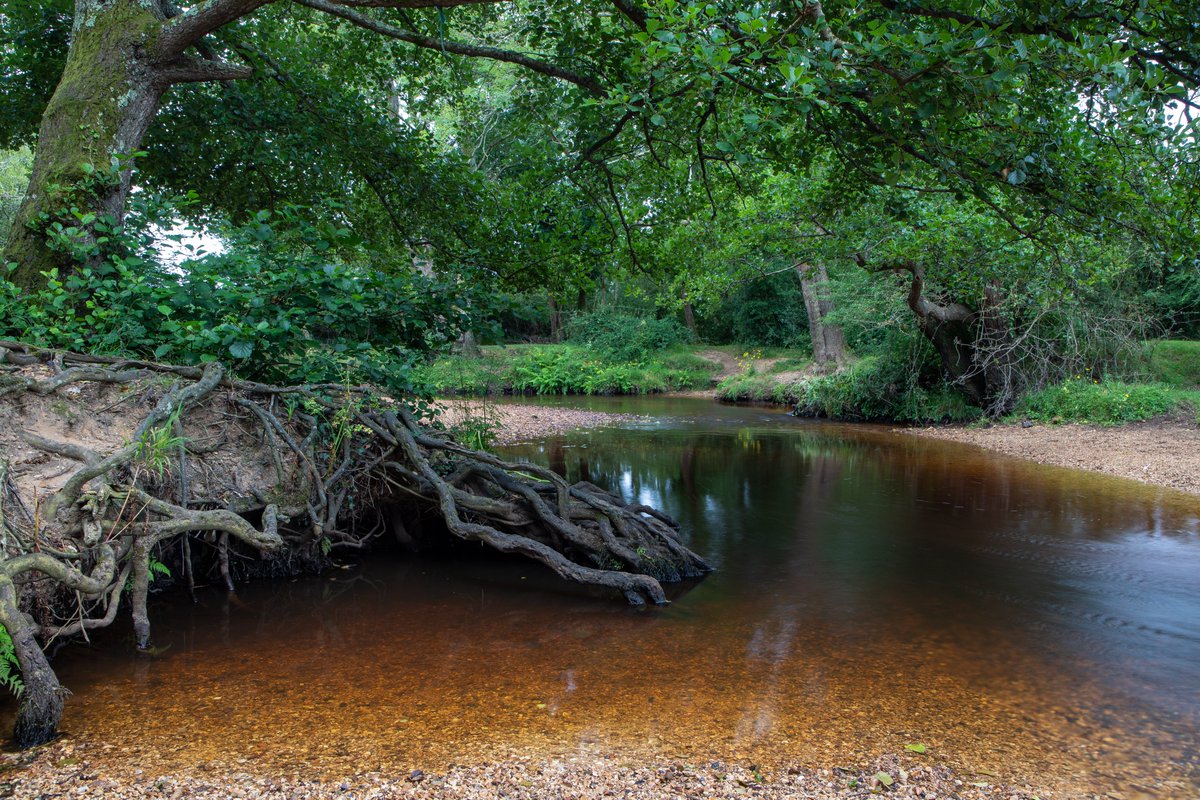 PhilCarter2212's tweet photo. The New Forest https://t.co/7tdaZ4HY0l