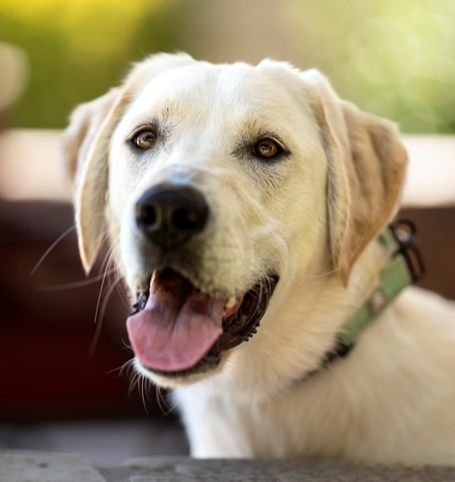 wclrr's tweet photo. Meet Penny! She's an adorable, little yellow Labrador Retriever, and she's about nine or ten months old. Penny came to WCLRR because her previous family couldn't give her the attention and training a young pup needs. https://t.co/KiXUr9UDnU