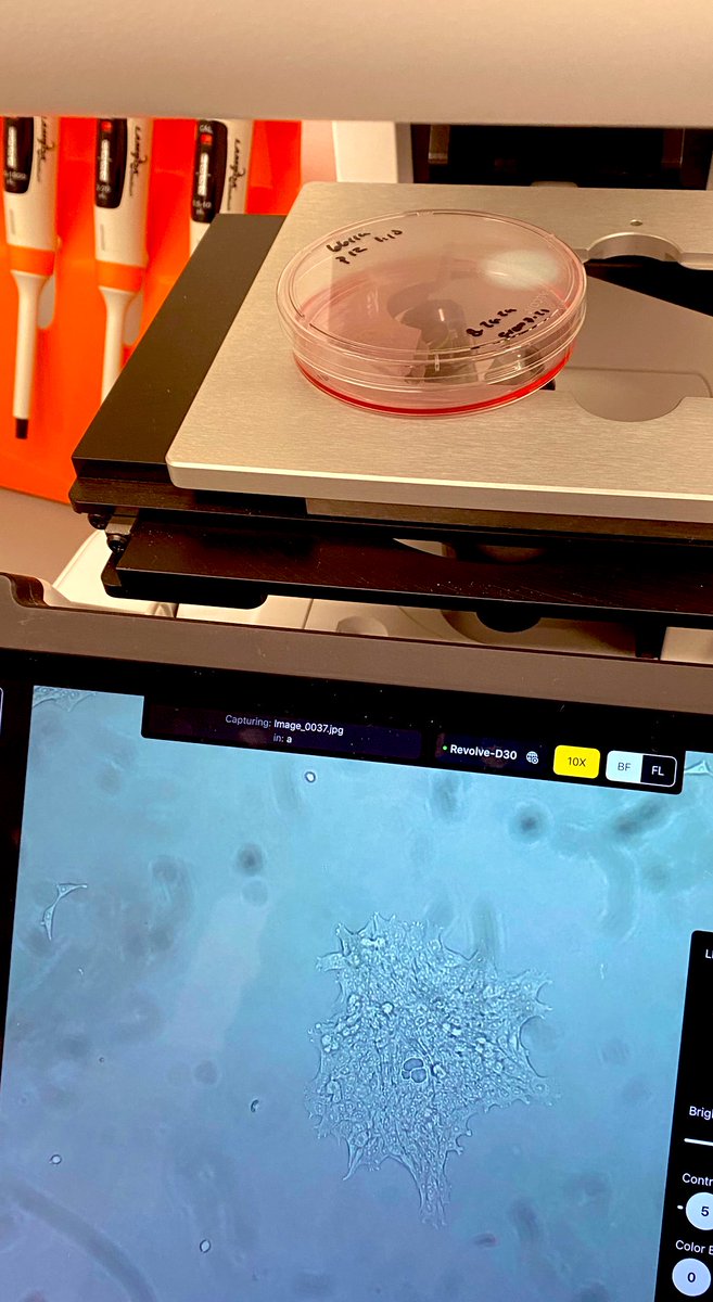 Michelle Williams, PhD (@mwilli323) on Twitter photo It’s been a looonnngg time since my last post, but I’m happy to share that the Williams Lab now has tissue culture experiments up and running! #NewPI #CancerResearch It’s been a looonnngg time since my last post, but I’m happy to share that the Williams Lab now has tissue culture experiments up and running! #NewPI #CancerResearch